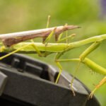 are praying mantis protected species