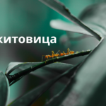 Ракитовица